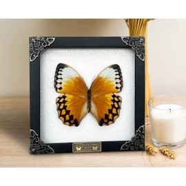 Real Butterfly White Framed Handmade Wooden Shadow Box Insect Entomology Specimen Oddities Taxidermy Tabletop Wall Art Decoration Artwork Living Reading Gallery K16-02-TR
