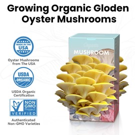 Organic Edible 4lbs Golden Oyster Mushroom Growing Kit, Made in USA, Double-Side Mushroom Grow Kit Indoor, Harvest Gourmet Mushrooms in 10 Days, Top Gardening Gift, Holiday Gift