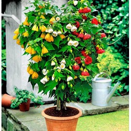 NIKA SEEDS - Seeds Flowers Flowering Maple Mix Indoor Abutilon Ornamental - 50 Seeds