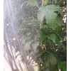 Agfabric Bird Netting 39" Hx39 W Garden Netting Insect Pest