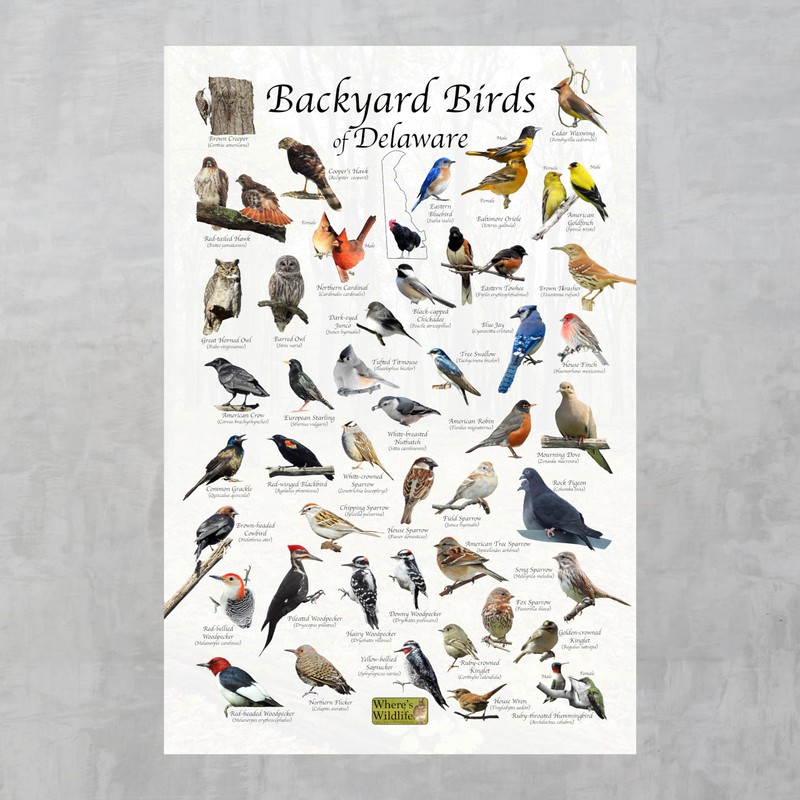 Where's Wildlife Backyard Birds of Delaware Bird Identification Poster (8"