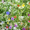 Created By Nature Idaho Wildflower Seed Mix, 14 Flower Varieties,