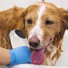 Pet Bath Brush 2 In1 Pet Shampoo Brush Soft Safe