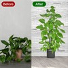 6PCS Plastic Moss Poles for Monstera Small Medium Climbing Plants