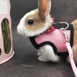 Pack of 2 Rabbit Harness Lead Pet Harness and Lead Adjustable Rabbit Harness Soft Harness with Lead for Rabbits Rabbit Harness Rabbit Harness for Small Animals Kittens Pet