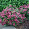 Proven Winners - Spiraea jap. Double Play Doozie (Spirea) Shrub,