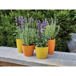 Ronseal - Garden Paint Sunburst 250ml