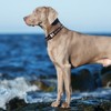 Hiifardz Airtag Dog Collar with QR Code Tag - Reflective