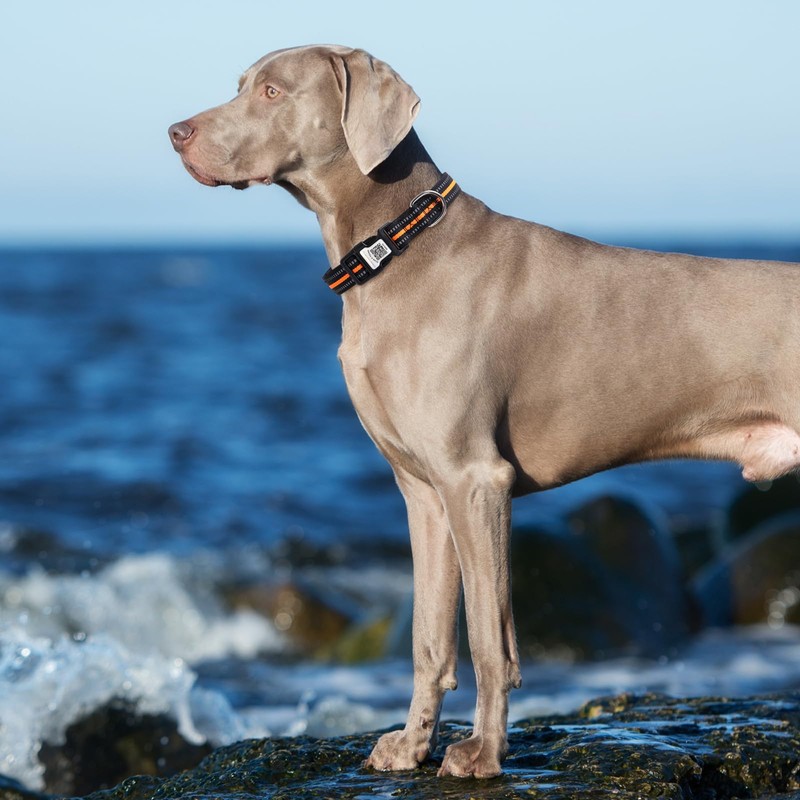 Hiifardz Airtag Dog Collar with QR Code Tag - Reflective
