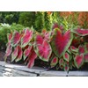 Postman Joyner Caladium Bulb - Fancy Leaf Caladium - 1
