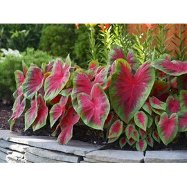 Postman Joyner Caladium Bulb - Fancy Leaf Caladium - 1 Caladium Root