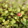 Shindel 100-Pack Wooden Ladybug Stickers, Self-Adhesive Realistic 3D Decor for