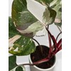 Bumble Plants Philodendron Red Medusa - Live Plant Easy Care,