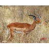 Duramesh Archery Targets Impala, DM 232