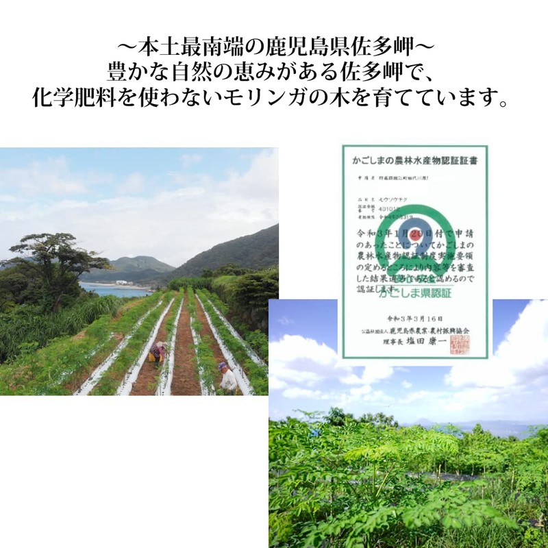 【 鹿児島県 佐多岬産 】国産 モリンガ パウダー 80g モリンガ粉末 無農薬 無添加