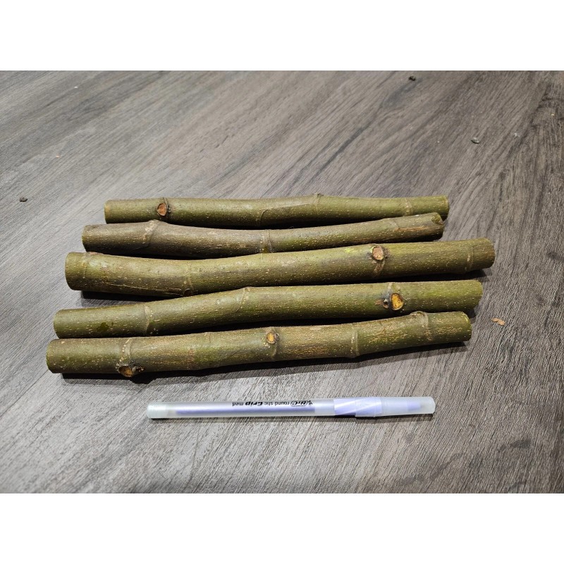 Ficus RARE!! Brooklyn White Fig - 2 Cuttings - PLUS