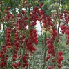 CEMEHA SEEDS - Vine Red Tomato Indeterminate Non GMO Vegetable