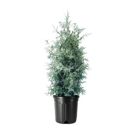Carolina Sapphire | 2 Large Gallon Size Trees | Cupressus arizonica 'Carolina Sapphire' | Privacy Screen | Fast-Growing Evergreen Plants for Landscaping