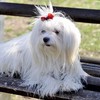 Natural Arnica (Arnica Montana) Oil For Dog & Cat 100ml: