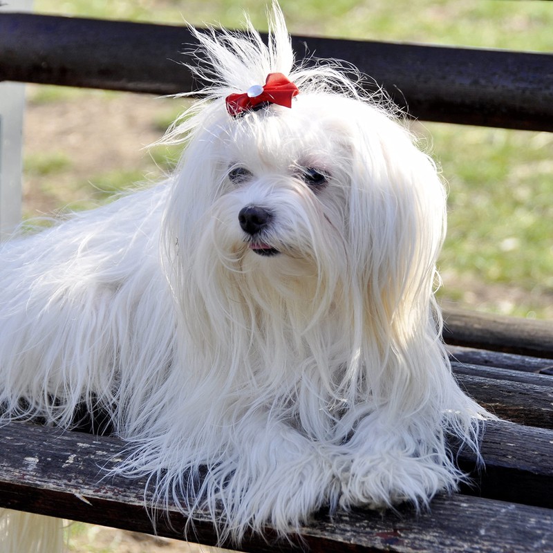 Natural Arnica (Arnica Montana) Oil For Dog & Cat 100ml: