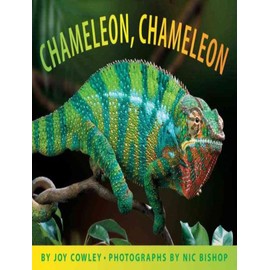 Chameleon, Chameleon