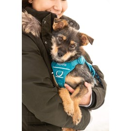 RC Pet Products Momentum Dog Harness, Medium, Black