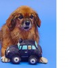 Pet London British Taxi Dog Toy - UK style squeaker