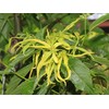 Ylang Ylang or Perfume Tree -10 Heirloom Tropical Seeds -Cananga