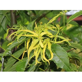 Ylang Ylang or Perfume Tree -10 Heirloom Tropical Seeds -Cananga odorata, Green with white flowers