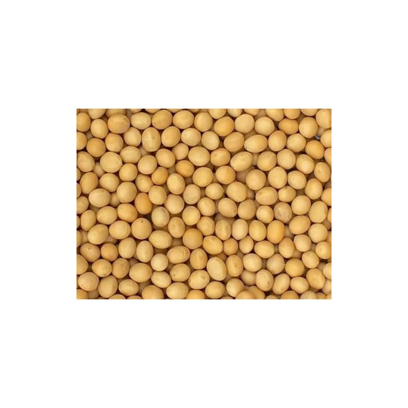 Premium Non-GMO Soybeans - 3 Lbs - Perfect for Soy