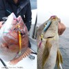 Daiwa Assist Hook Saltyga Assist SS SLJ Fall SP L