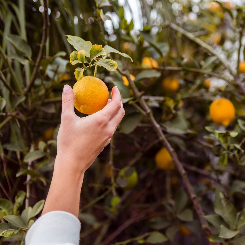 PLANTAWA 3/4 Inch Mesh Filter for 25 mm Pipes, Includes