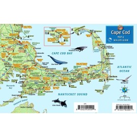 Cape Cod Visitor's Map & Wildlife Guide