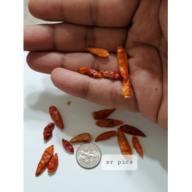home grown Kanthari / BirdsEye Chilli pepper HEIRLOOM 50+ seeds 100% Organic Grown in USA
