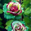 ZEshops 20pcs Ruby Green Twin Roses - Captivating Contrasts for