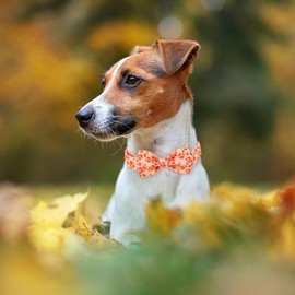 Babole Pet Fall Dog Bow Tie Collar Adjustable Thanksgiving Boy Girl Small Dog Cotton Collars Rose Gold Metal Buckle Orange College Football Printed S