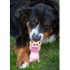 Hartz Bug Eyes Dog Toy - 1 Random Toy