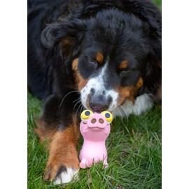 Hartz Bug Eyes Dog Toy - 1 Random Toy