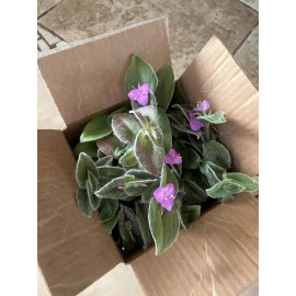 Unbranded 5 CUTTINGS Cobweb Spiderwort (Tradescantia sillamontana) Live Plant Easy Flower
