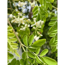 orchidstoreandmore 5-Moringa Seeds for Planting | Non-GMO | Fast growing tree seeds From Florida