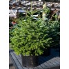 Scenic Hill Farm Turkish Fir - 3 YR. Gallon -