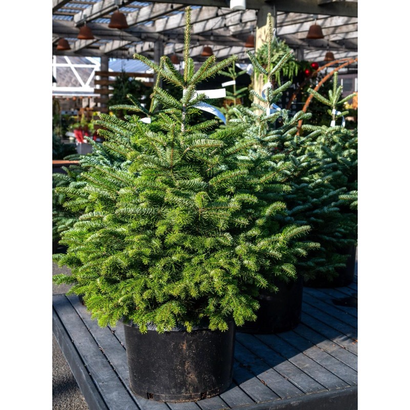 Scenic Hill Farm Turkish Fir - 3 YR. Gallon -