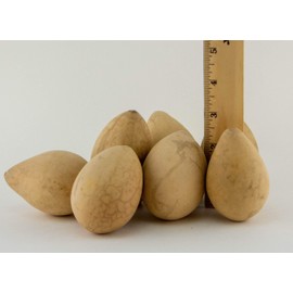 Dried Egg Gourds 10 Pieces, great for crafting