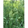 22Day Seeds: Seeds Cat Orchard Grass/Dactylis glomerat/Non GMO/Heirloom