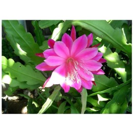 Chandelier Craft & Gardening Pink EPIPHYLLUM Orchid Cactus Queen of the Night Oxypetalum Cereus LIVE Plant
