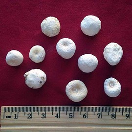 XYP Banxia Ban Xia 半夏 100Gram