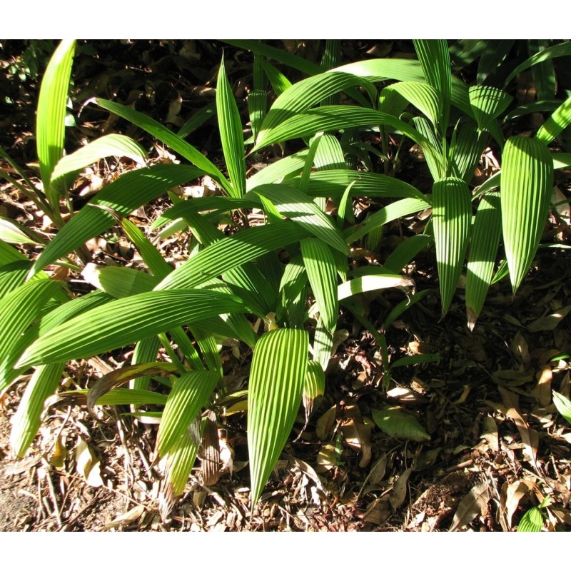 Buy Rare Seeds Curculigo capitulata | Palm Grass | Whale