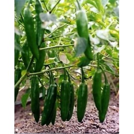 Semillas De Chile Serrano, 10g = 2,000 Semillas Aprox