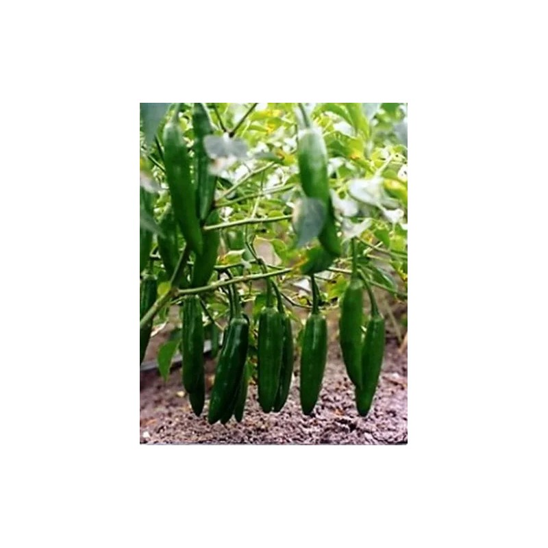 Semillas De Chile Serrano, 10g = 2,000 Semillas Aprox