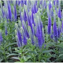 Garden Plant Seed Flower Seed Mixed Color Flowers Veronica Spicata Seeds Spiked Speedwell Royal Candles Dwarf Veronica Spicata - 1000+ Seeds